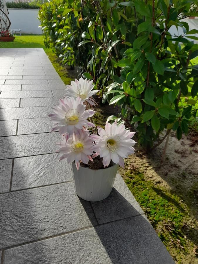 Frühstückspension Griselda Quinto Di Treviso
